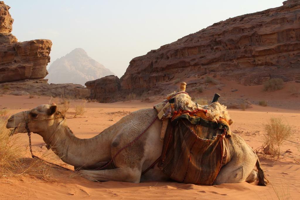 Moon City Camp Wadi Rum Exterior foto